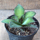D6836 AGAVE TITANOTA pot10-H7-W11 cm MaMa Cactus Green Plant