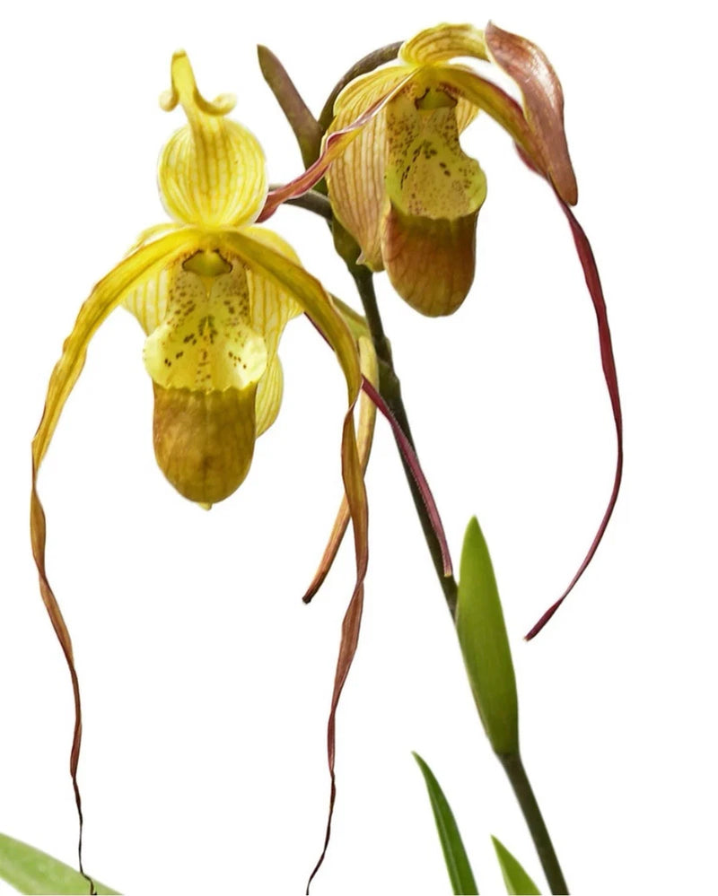 Olive green orchid blooms with red stems and narrow leaves