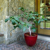 Fignomenal Dwarf Fig Tree Ð Dwarf Fig Plant Ð Self Fertile Garden Plants