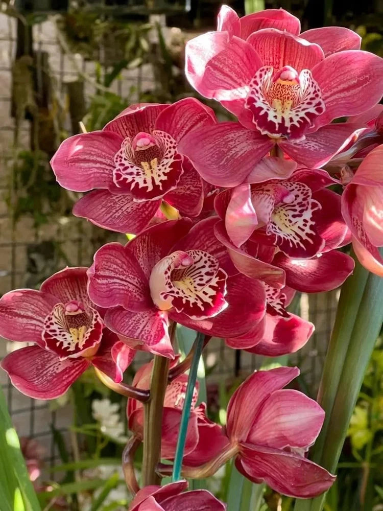 Cymbidium orchid blooms with bright pink-red petals and speckled centers