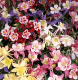 DWARF COLUMBINE SEEDS 200+ MIXED COLORS perennial FLOWER garden FREE SHIPPING Garden Plants
