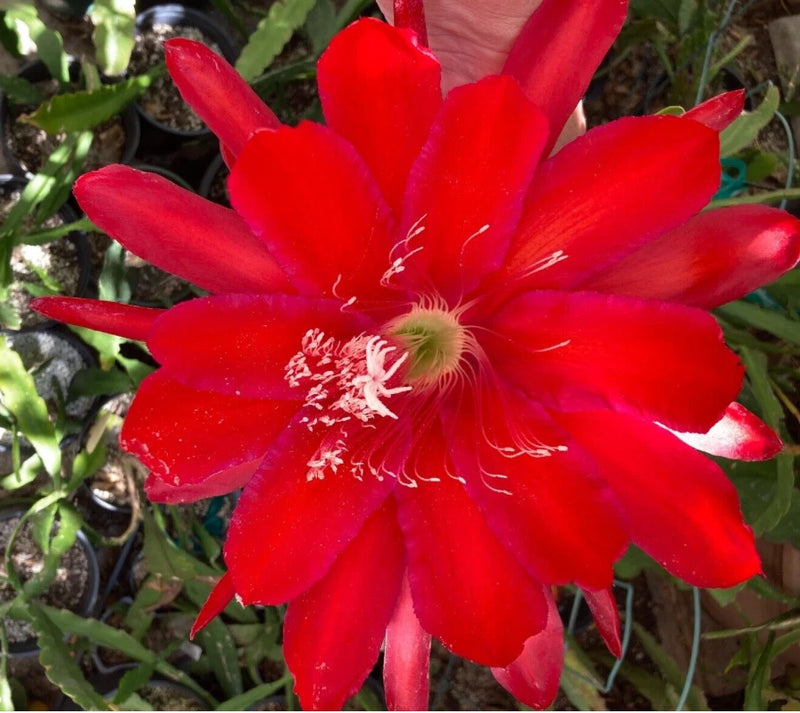 25+ SEEDS Epiphyllum Orchid Cactus TIJUANA BRASS x ORANGE BOWL free shipping Orchids