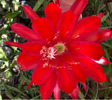 25+ SEEDS Epiphyllum Orchid Cactus TIJUANA BRASS x ORANGE BOWL free shipping Orchids