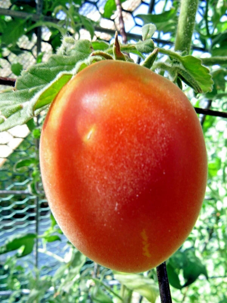 Schehizade fuzzy pink tomato is an eye-opener! Garden Plants