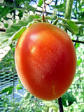 Schehizade fuzzy pink tomato is an eye-opener! Garden Plants