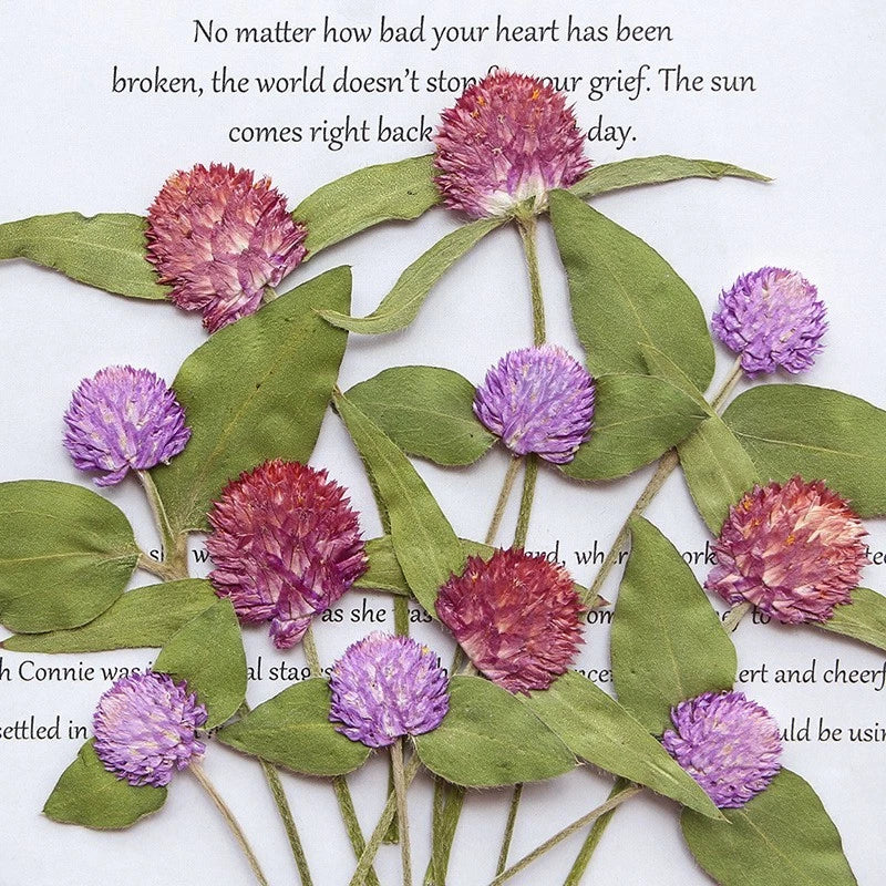 Set of dried purple gomphrena flower heads with green leaves and stems