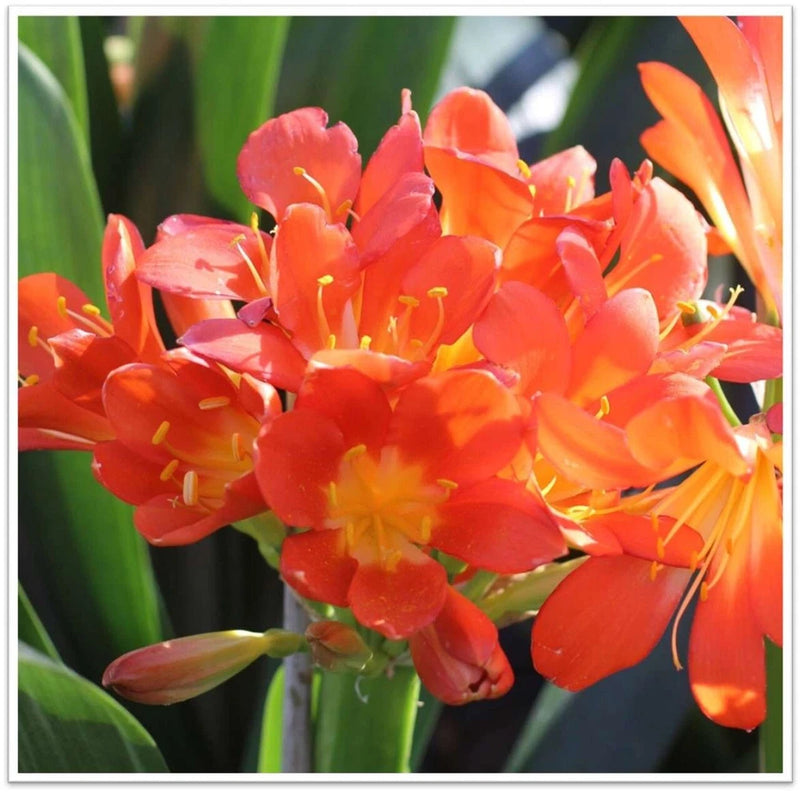Orange orchid flower cluster with yellow stamens and green leaves