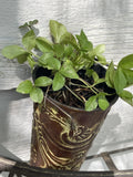 Twenty (20) Perennial Helleborus (Hellebore) Live  Rooted Starter Plants $14.99 Flowering Plants