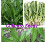 500+ SEEDS Culantro Seeds For Planting BUY2GET1FREE (add2incart) Flowering Plants