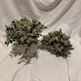 Lot 2 Matching Faux Frosted Sage Plant In White Crock Planters 6Ó X 8.5Ó Green Plant