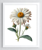 Daisy Wall Art Print, Daisies Wall Art Decor, Floral Botanical Art Print #982 Daisies