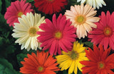200+ JamesonII Mix Gerbera Daisy Seeds for Garden - USA - FREE SHIPPING! Garden Plants