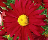 PYRETHRUM RED Chrysanthemum Coccineum - 100 Seeds Garden Plants