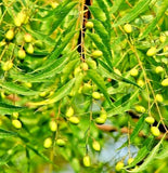 __Rare Neem Tree Plant & seeds Azadirachta indica Non GMA in Pot Grown seed NS50,to Orchids