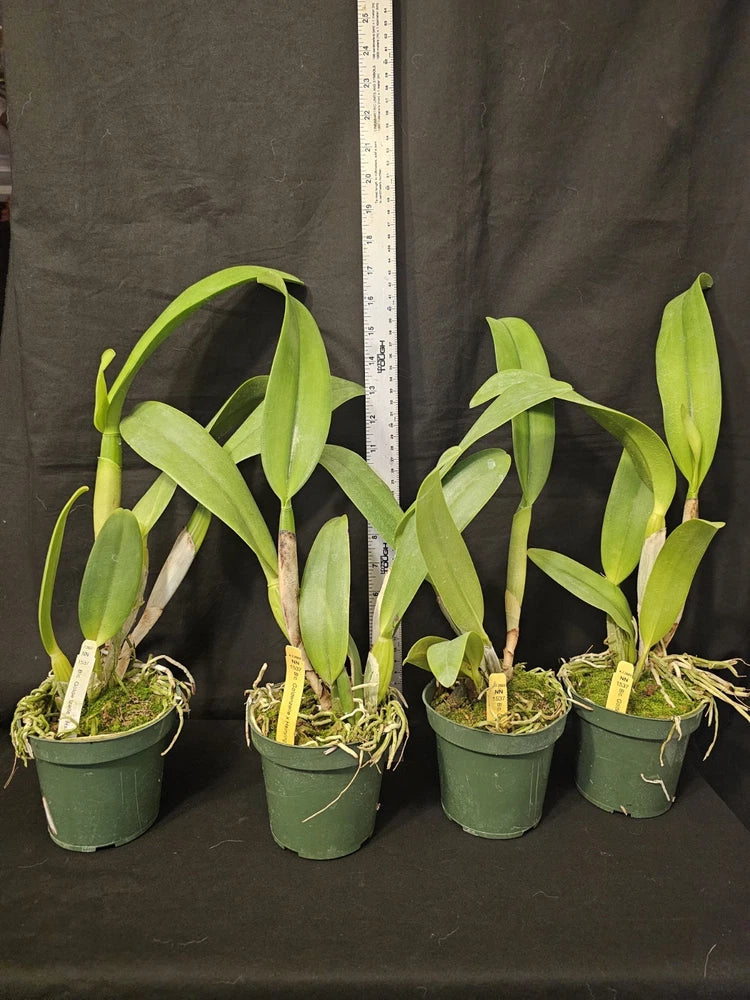Potted cattleya orchid plants with long green leaves in dark green pots