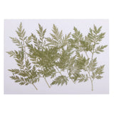 10 Dried Flower Dry Leaves For Resin Jewelry Craft DIY Card Dried Flower