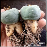 2PCS Rarecactus Succulent  Plant beautiful Home Garden Plant Boutique 4cm Garden Plants