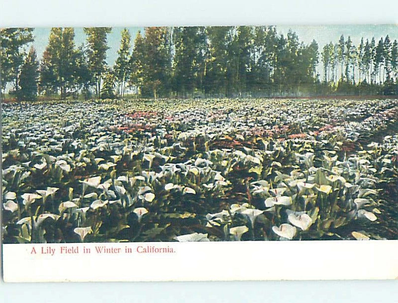 Lily flower field landscape postcard print with winter lilies in dense rows