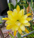 GOING BANANAS Epiphyllum Orchid Cactus Succulents Orchids