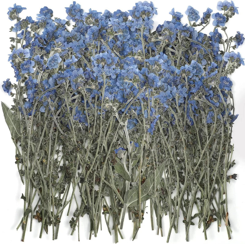 50 Pcs Natural Forget Me Not Pressed Dried Flowers Blue Don'T Forget Me Dried Fl Dried Flower