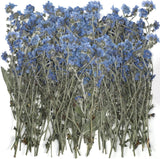 50 Pcs Natural Forget Me Not Pressed Dried Flowers Blue Don'T Forget Me Dried Fl Dried Flower