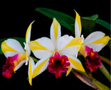 Rth. Fu Shu Glory 'Happy Holiday' BLS Orchids