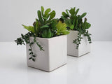 2-Pack Cactus Artificial Succulent Fake Plants Ceramic White Planter Pot 4x4x7 Green Plant