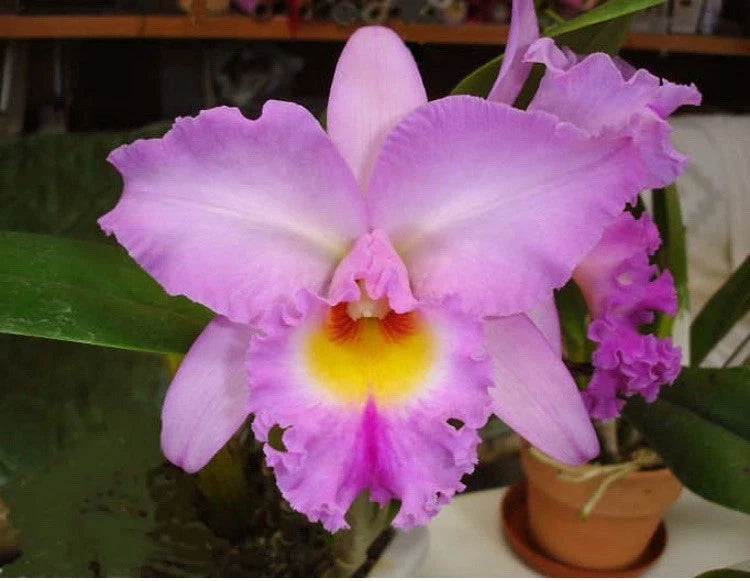 Orchid flower in small pot with light purple petals and yellow-orange center