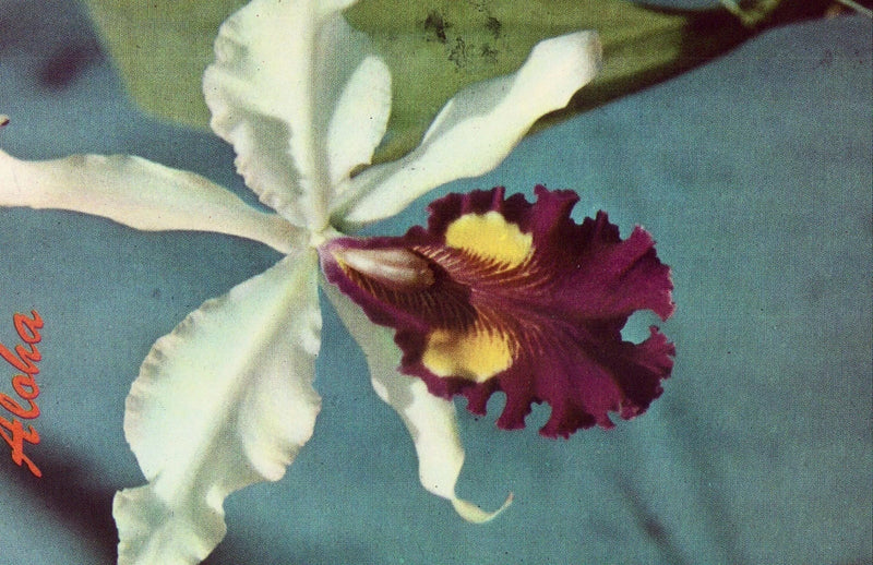 Spotted orchid postcard, white petals with maroon and yellow flower center