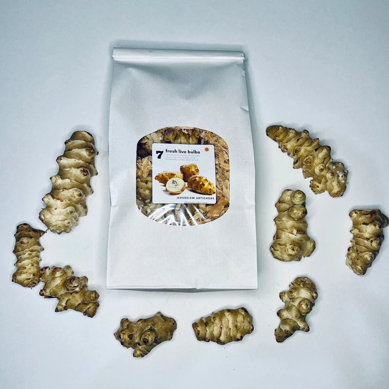7 Jerusalem Artichoke (Sunchoke) Tubers For Planting.  Grown by Greenhouse PCA Flowering Plants
