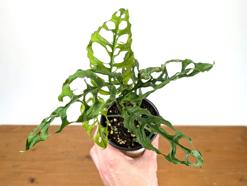 Live Monstera obliqua plant in 4-inch pot with green split leaves