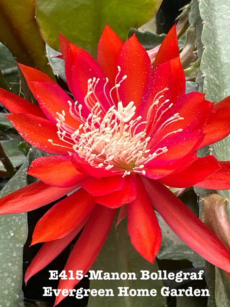 Red orchid cactus flower with white stamens on green succulent pads