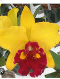 Cattleya Emma Marcos Volcano Queen Orchids