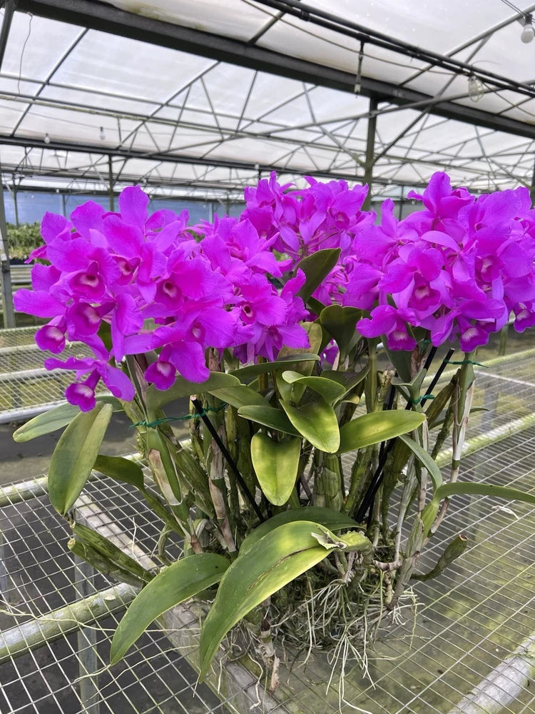 Specimen orchid plant with vivid purple blossoms and glossy green leaves