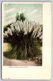 Pampas Grass, Coalinga, California Vintage Postcard Pampas Grass