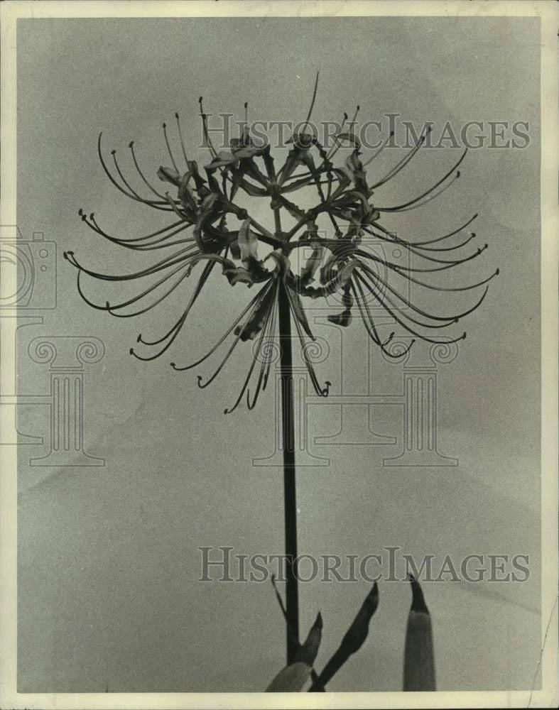 Hurricane lily flower press photo with dark spidery petals on a stem