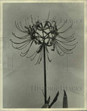 1974 Press Photo Lycoris, or "Hurricane Lily" Flower - noc03031 Lily