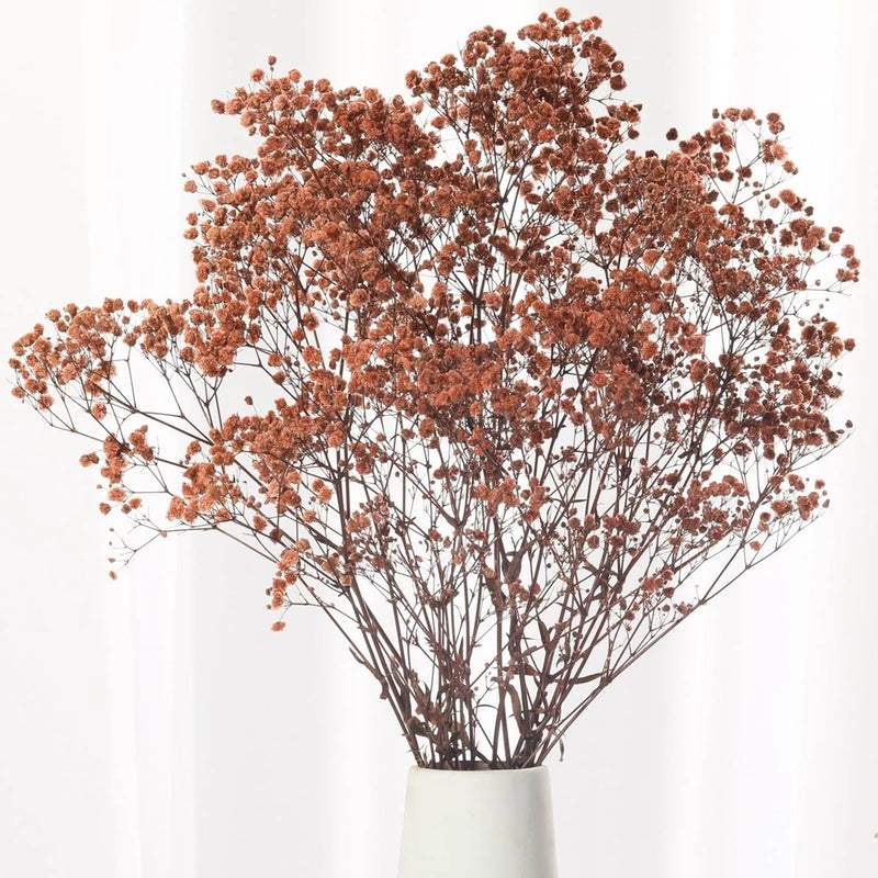 Dried baby's breath bouquet with rust-brown blooms on thin stems in white vase