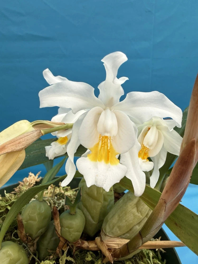 White and yellow orchid blooms in a pot with green buds