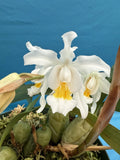 Coelogyne cristata ÔThe QueenÕ AM/AOS BS White Yellow Orchid Species 6Ó Pot Orchids