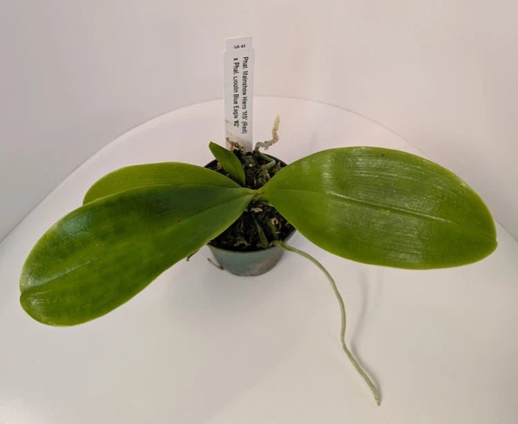 Potted orchid plant with two broad green leaves and small stem with buds