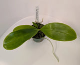 Potted orchid plant with two broad green leaves and small stem with buds