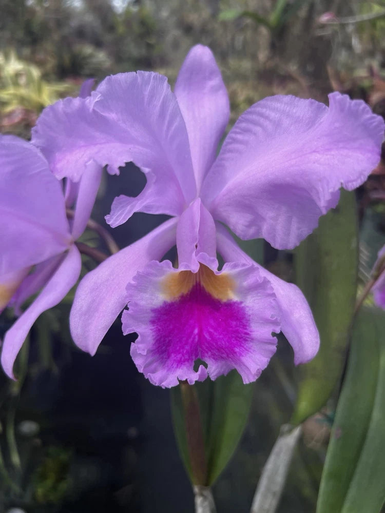 Purple orchid blooms with five ruffled petals and a yellow center
