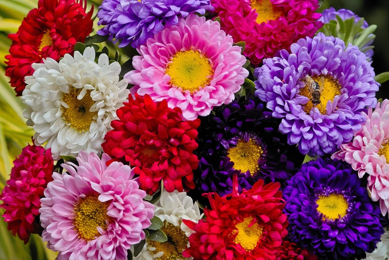 1000 POWDER PUFF ASTER MIX Callistephus Chinensis Flower Seeds *Flat S/H Flowering Plants