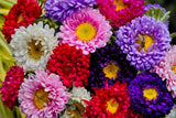 1000 POWDER PUFF ASTER MIX Callistephus Chinensis Flower Seeds *Flat S/H Flowering Plants