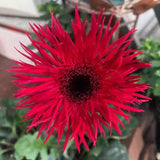 50+ Red Gerbera Spider Daisy Seeds for Garden Planting - USA - FREE SHIPPING! Garden Plants