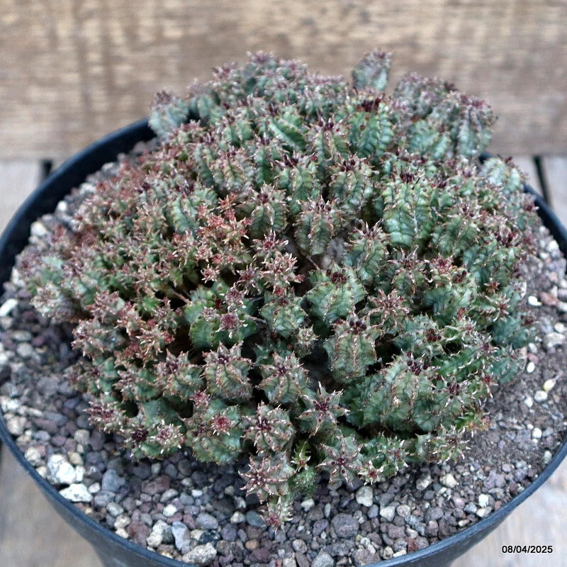 Euphorbia succulent plant in black pot with gravel