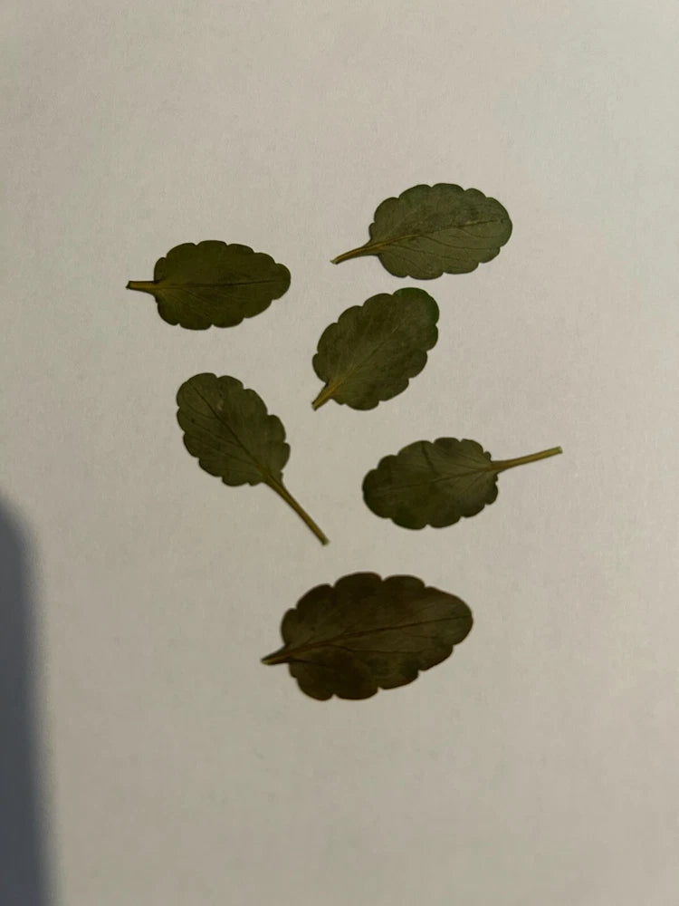Pressed dried viola leaves, dark green