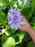 Hyacinth Water Bundle 6 Live Aquatic Plants for Pond Flowering Plants