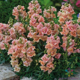1000+ Twinny Peach Snapdragon Seeds for Garden Planting - USA - FREE SHIPPING! Garden Plants